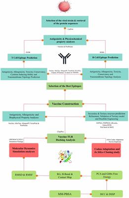 Designing a polyvalent vaccine targeting multiple strains of varicella zoster virus using integrated bioinformatics approaches